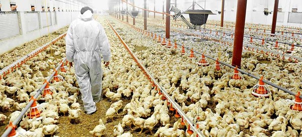 Gabon : le groupe guinéen SONOCO veut industrialiser la filière avicole avant la fin des importations de poulet
