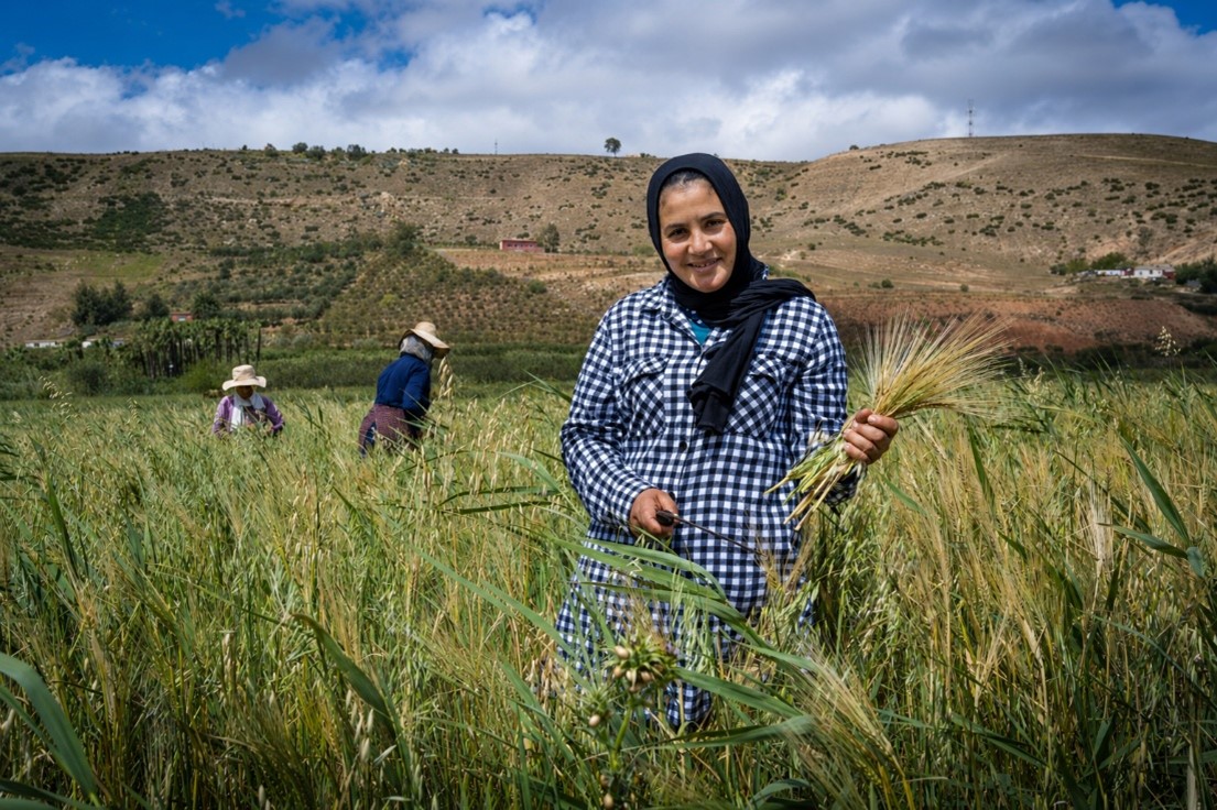 Maroc : l’agriculture tire la croissance vers le haut en 2025