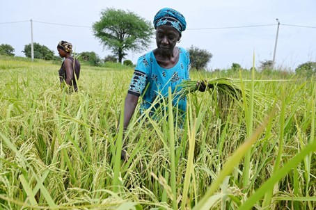 Tanzanie : les semences améliorées au cœur d’une nouvelle stratégie agricole