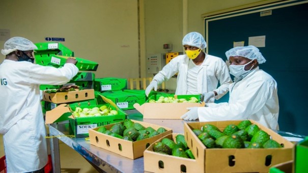 Rwanda : l’avocat s’impose comme une nouvelle locomotive des exportations agricoles