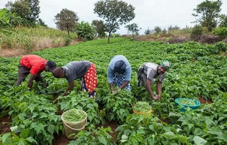 Nigeria : près de 700 millions de dollars injectés dans l’agriculture pour consolider la sécurité alimentaire