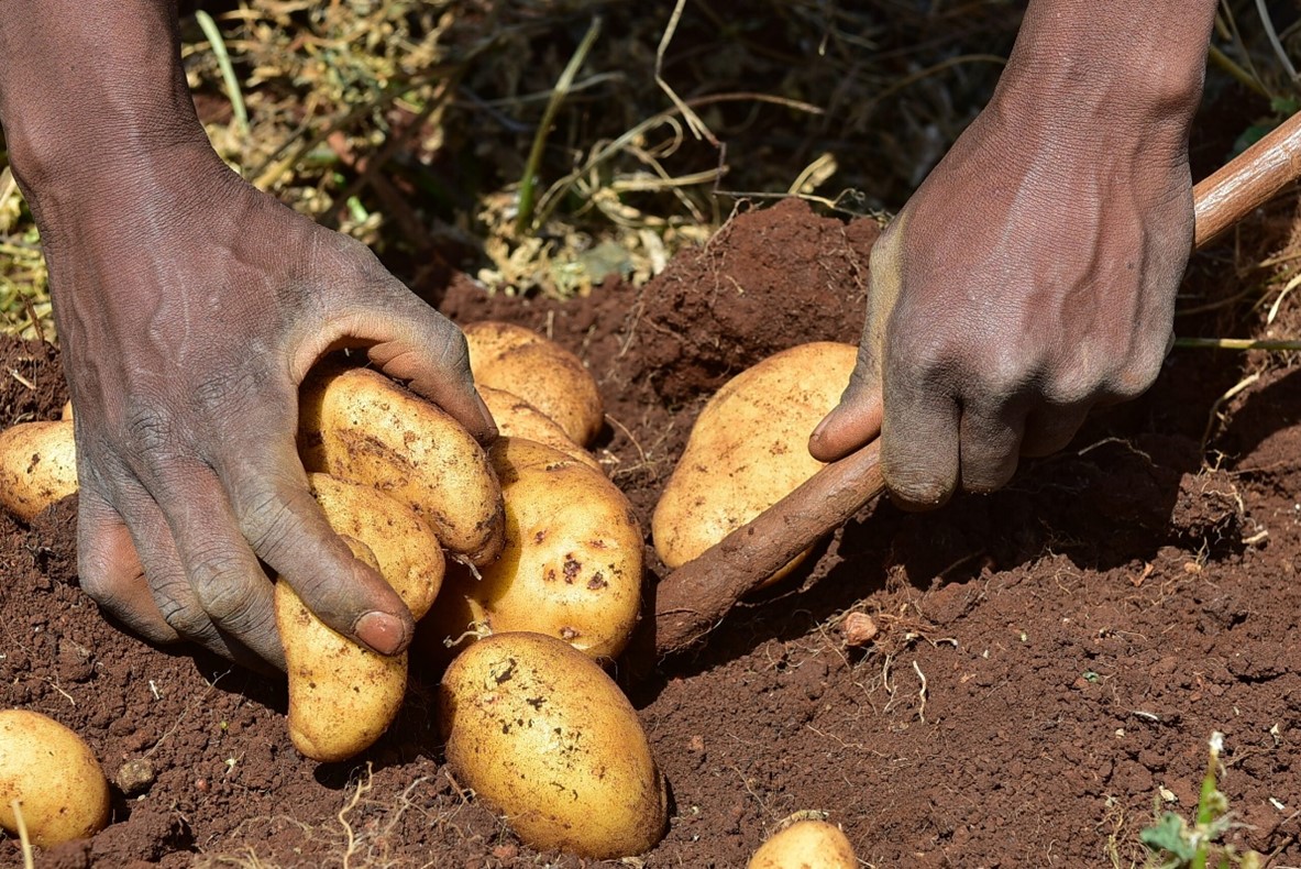 Afrique du Sud : une nouvelle technologie semencière pourrait transformer la filière pomme de terre