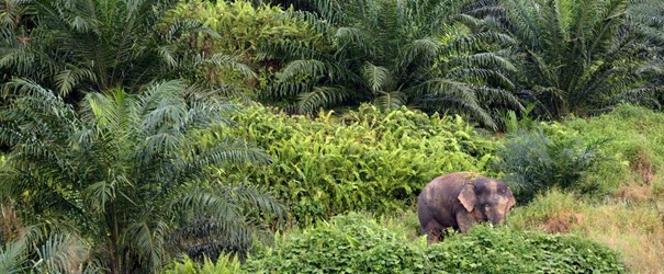 Gabon : Olam face à l&rsquo;escalade du conflit homme-éléphant dans ses palmeraies