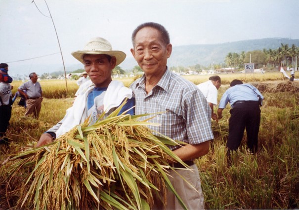 Riz hybride : l’héritage de Yuan Longping continue de marquer l’agriculture africaine