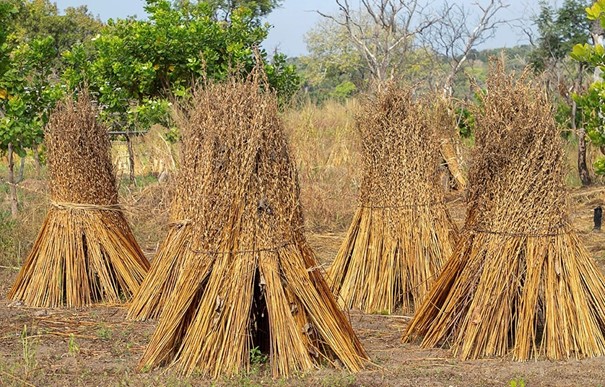 Burkina Faso : une récolte de sésame record qui repositionne le pays sur l’échiquier agricole régional