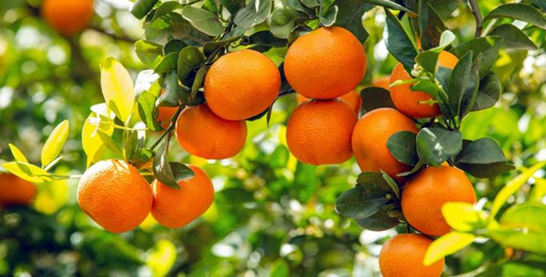 Maroc : Le Royaume renforce sa position sur le marché britannique de la mandarine