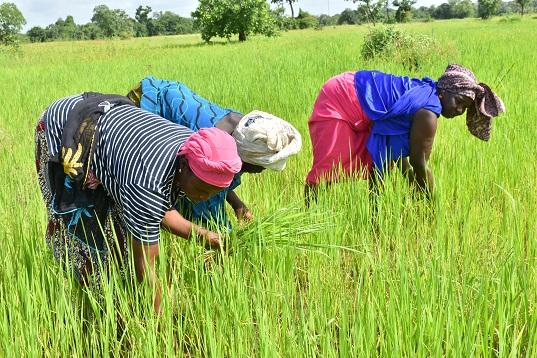 Sénégal : 150 milliards FCFA pour accélérer la souveraineté alimentaire