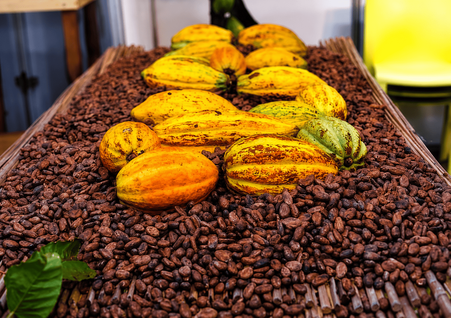 Côte d&rsquo;Ivoire : Filière café-cacao, la BNI mobilise 300 milliards de FCFA pour soutenir les acteurs à l&rsquo;orée de la campagne 2026-2027
