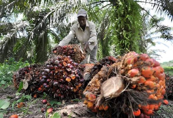 Côte d&rsquo;Ivoire : Le palmier à huile et le coco au cœur d&rsquo;un plan d&rsquo;investissement de 1077 milliards FCFA pour accélérer la création de valeur