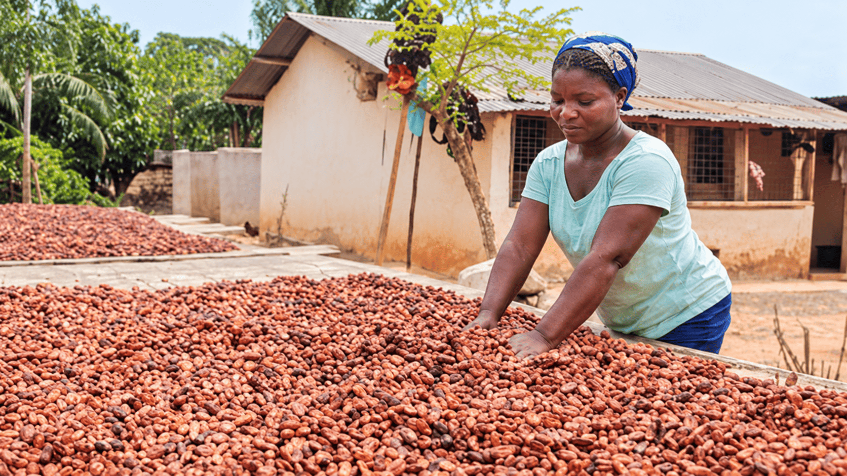 Le cacao ghanéen mieux rémunéré que le cacao ivoirien