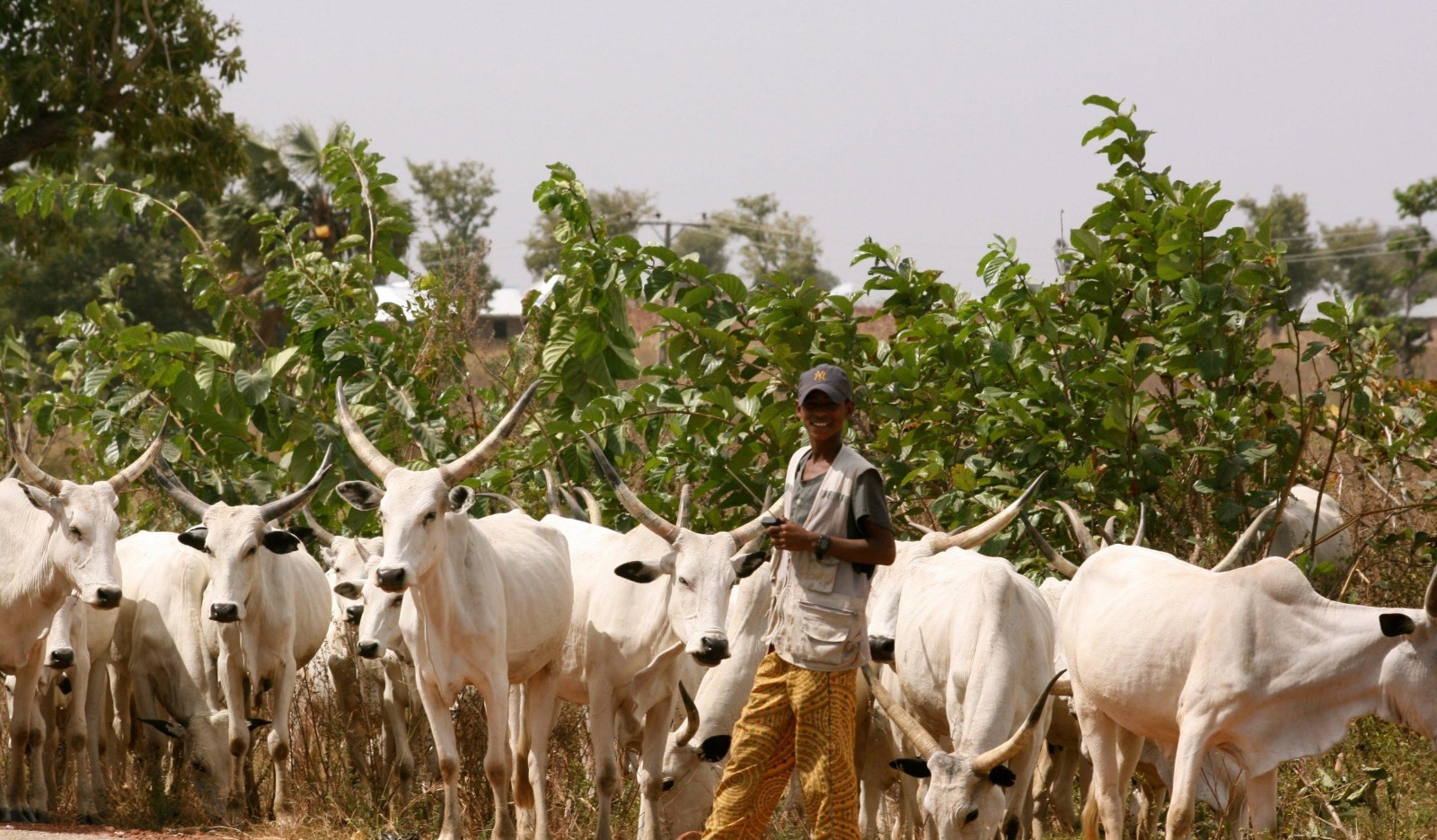 Le Nigeria étend son programme de transformation de l’élevage à dix nouveaux États