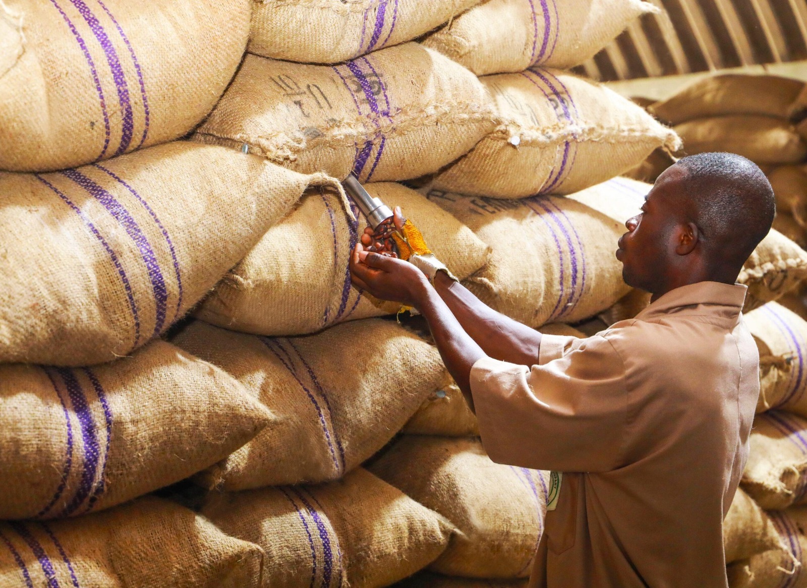 Le Ghana lève 3,39 milliards de cedis pour financer ses achats de cacao