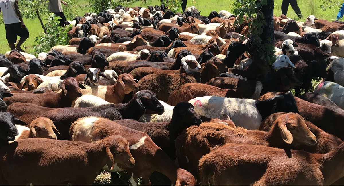 Madagascar cherche 400 millions de dollars pour transformer son élevage