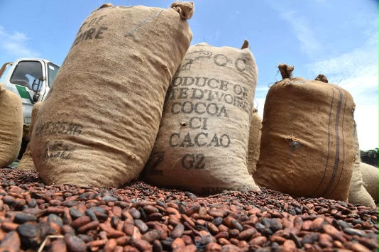 Côte d’Ivoire : la filière cacao veut changer d’échelle dans le financement de ses coopératives
